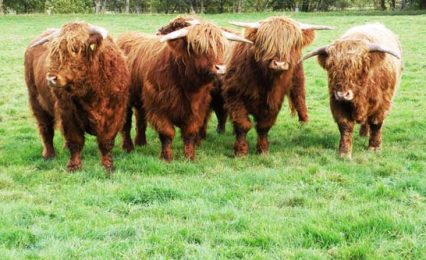 Jungbullen auf die Zuchtarbeit vorbereiten_S