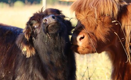 VDHC-Highland-Cattle-IMG_9650